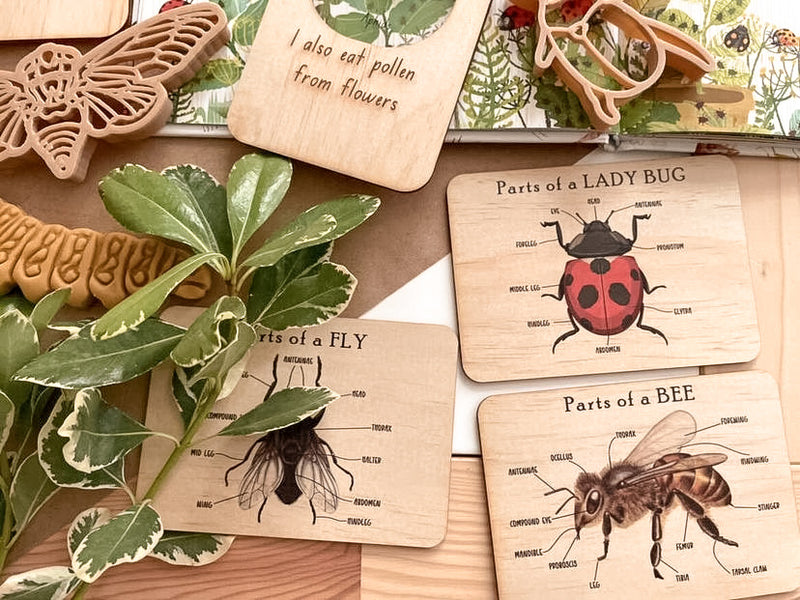 Bug Anatomy Cards - Set of 8
